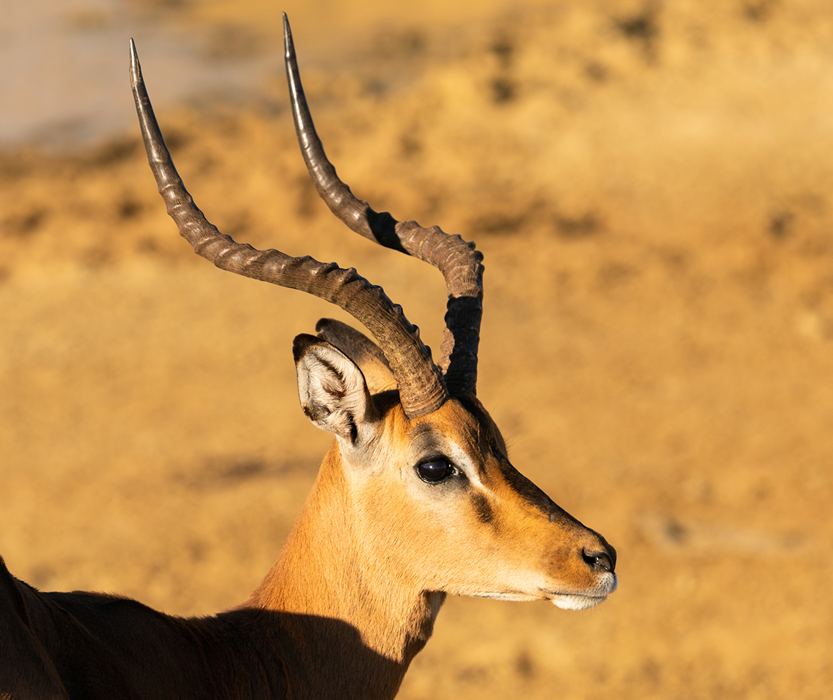 TERRY WINKLER : IMPALA ZUID AFRIKA